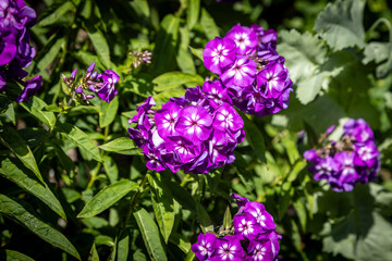 Pretty purple phlox blooming in the summer sunshine