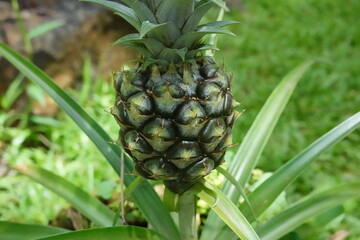 Kauai Hawaii flowers, coffee beans and plant life.
