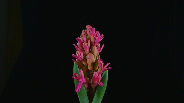 Sbocciare rapido di giacinto rosa TimeLapse