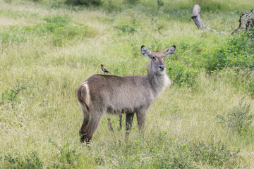 A waterbuck with a myna bird perched on its back in the wild