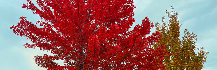 Beautiful autumn nature background, branches of maple tree with red leaves
