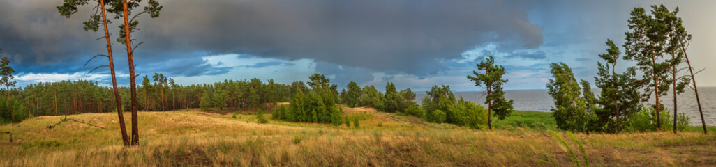 Panoramic view of a pine forest, golden grass and sea coast under dramatic storm clouds after rain. Warm light meets dark sky creating contrast and depth.