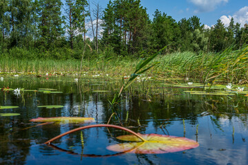 Calm water with blooming lilies and reeds under a blue sky in a forest lake near Kyiv. Summer nature scene full of peace and reflection.