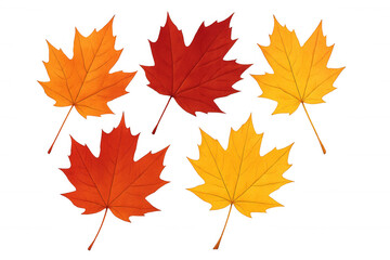 Fototapeta premium Autumn maple leaves in red, orange, and yellow colors creating a vibrant fall design on a transparent background