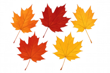 Autumn maple leaves in red, orange, and yellow colors creating a vibrant fall design on a transparent background