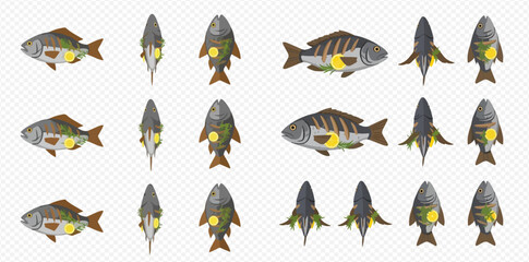 Multiple views of stylized fish illustrations on transparent background.