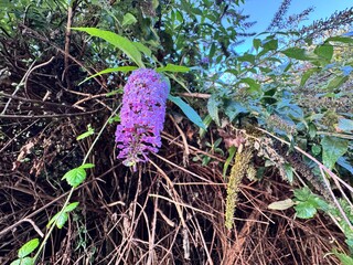 Close-up of Buddleja davidii (butterfly bush) with vibrant purple flower cluster hanging under sunlight. Popular nectar plant attracting butterflies and bees, growing in a natural wild habitat.