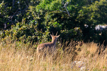 Fototapeta premium Alpine Ibex (Capra ibex) in habitat at Creux du Van, Neuchatel canton, Switzerland
