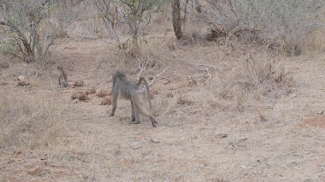 Afrikanische Tiere Pavian im Busch vom Kr&uuml;ger National Park S&uuml;dafrika