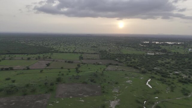Forest area near Padanga village in Ajmer, Rajasthan during monsoon, showing native trees like Neem, Ber, Ker, Babool, Rohida, Guggal, and Thor thriving in lush greenery under a warm sunset sky.
