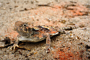 Desert horned lizard // Wüsten-Krötenechse (Phrynosoma platyrhinos) 