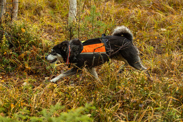 Hunting dog outdoor in the autumn wilderness hunting Moose