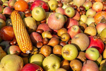 autumn fruit grapes, apples, pomegranates, pears, harvested in October and November