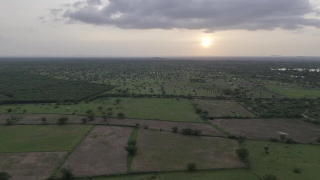 Forest area near Padanga village in Ajmer, Rajasthan during monsoon, featuring ponds, green fields, and native trees like Neem, Ber, Ker, Babool, Rohida, Guggal, and Thor under a warm sunset sky.