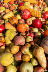 autumn fruit grapes, apples, pomegranates, pears, harvested in October and November