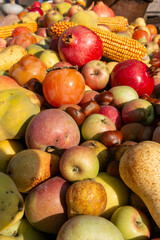autumn fruit grapes, apples, pomegranates, pears, harvested in October and November