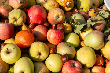 autumn fruit grapes, apples, pomegranates, pears, harvested in October and November