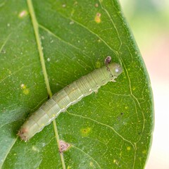 Green Caterpillar with Segmented Body Isolated on Leaf Background for Insect Object and Larva Concept © Artbi