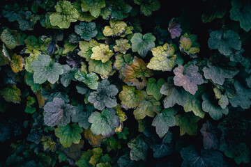 A close up of colorful Alumroot leaves texture pattern