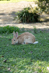 Bunny on the grass. Bunny in the park. Rabbits.