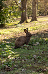Bunny on the grass. Bunny in the park. Rabbits.