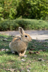 Bunny on the grass. Bunny in the park. Rabbits.