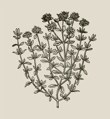 Thyme herb vintage botanical engraving Thymus vulgaris illustration