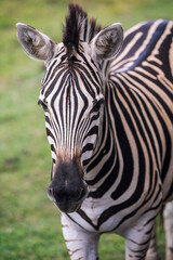Fototapeta premium Zebra close-up with striking stripes in the wild