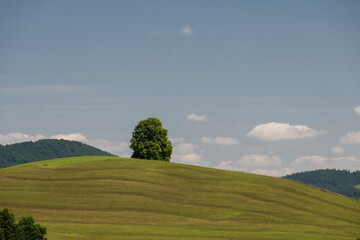 Sommerliche, gr&uuml;ne Wiese mit Baum vor blauem Himmel mit kleinen, wei&szlig;em Wolken
