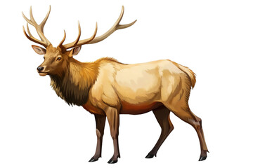 Fototapeta premium Illustration of majestic bull elk with large antlers standing proudly, isolated on transparent background