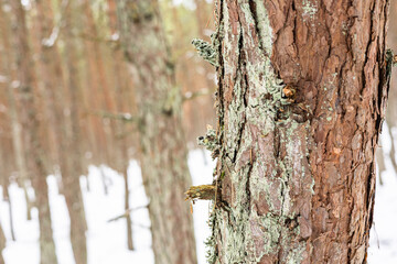 Close-up of pine tree bark with rough textures, moss and lichen on the trunk in a snowy forest.  Winter, outdoors, and forest scenery.