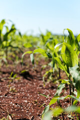 Plant Corn