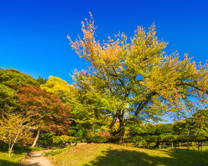 A large tree with vibrant yellow leaves against a clear blue sky in a Japanese garden (Koishikawa Garden, Tokyo, Japan)