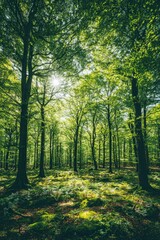 Obraz premium Sunlight streams through tall trees in a lush green forest, creating dappled light