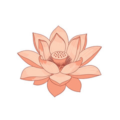 A delicate hand-drawn watercolor illustration of a blooming lotus flower in soft peach hues.