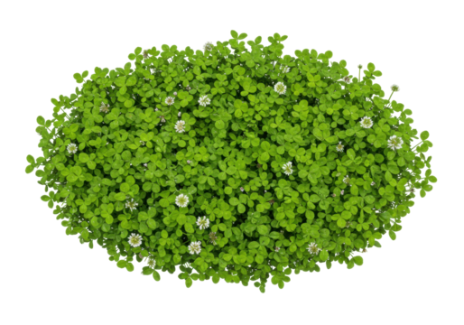 Isolated shamrock patch in natural green featuring tiny clover flowers for St Patrick's Day