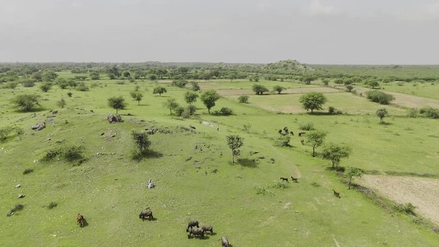 Cows, goats, and buffaloes grazing in an open green landscape on a sunny afternoon in a village near Ajmer, Rajasthan, surrounded by hills and native trees like Neem, Ker, Ber, Babool, and Guggal.