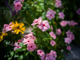 A colorful mix of pink Vinca annuals and cheerful yellow perennials blooms in a garden container. The shallow depth of field highlights floral diversity, summer landscaping, and vibrant natural beauty