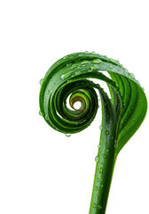Vibrant emerald green fan palm leaf unfurling, pleated, with glistening water droplets, isolated on transparent, dramatic macro close-up, concept of natural vitality and intricate beauty