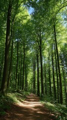Fototapeta premium Forest path leads towards the sunlight filtering through tall green trees