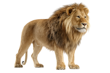 Majestic male lion standing proud isolated on transparent background