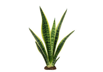 Isolated Sansevieria trifasciata snake plant, indoor greenery known as mother-in-law's tongue