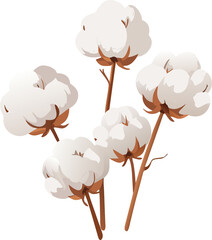 Soft fluffy white cotton bolls with brown tips ready for harvest agricultural fiber