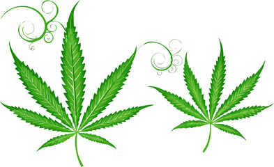 Vibrant green cannabis leaves symbolizing natural growth and health