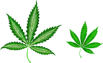 Two vibrant green cannabis leaves detailed nature plant growth organic marijuana herb
