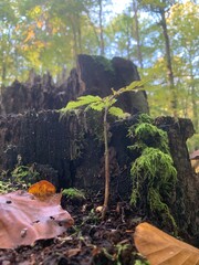 Mountain Landscape with Forest and River