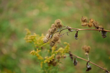 Dry wildflower seed pods, green blurred meadow, autumn plant detail
