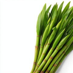 Fototapeta premium salacca palm shoots on white background
