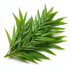 Fototapeta premium salacca palm shoots on white background