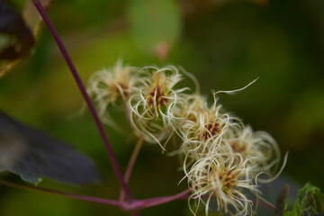 Wispy seed heads, green and brown blurred background, natural macro
